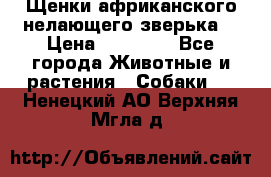 Щенки африканского нелающего зверька  › Цена ­ 35 000 - Все города Животные и растения » Собаки   . Ненецкий АО,Верхняя Мгла д.